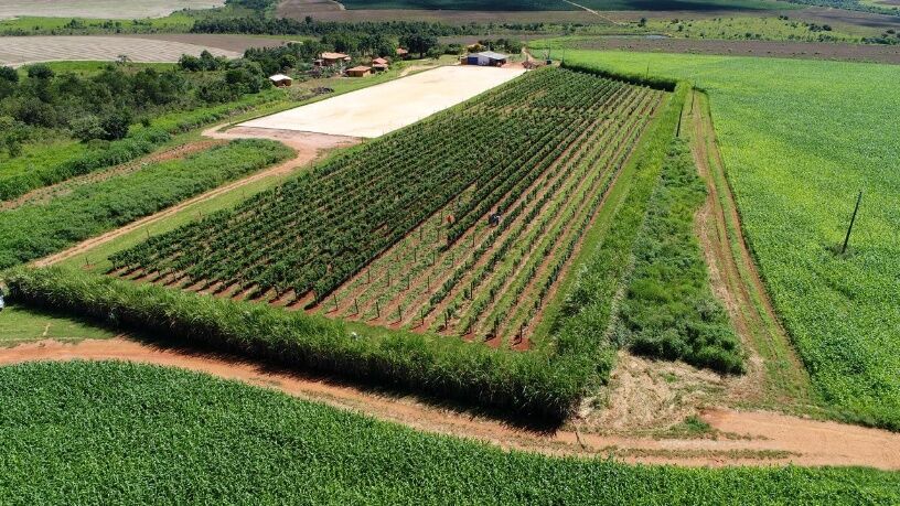 Vinhedo em Patrocínio, Minas Gerais