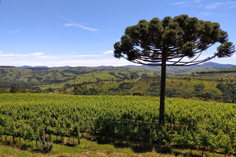 Vinhedo entre araucárias em São Joaquim, Santa Catarina